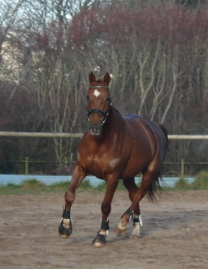 Dansk Varmblod Sam-L*solgt* billede 1