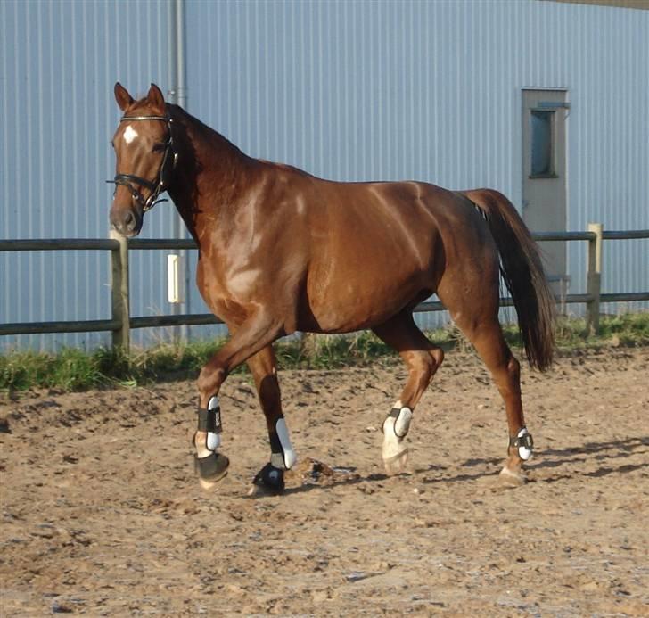 Dansk Varmblod Sam-L*solgt* billede 2