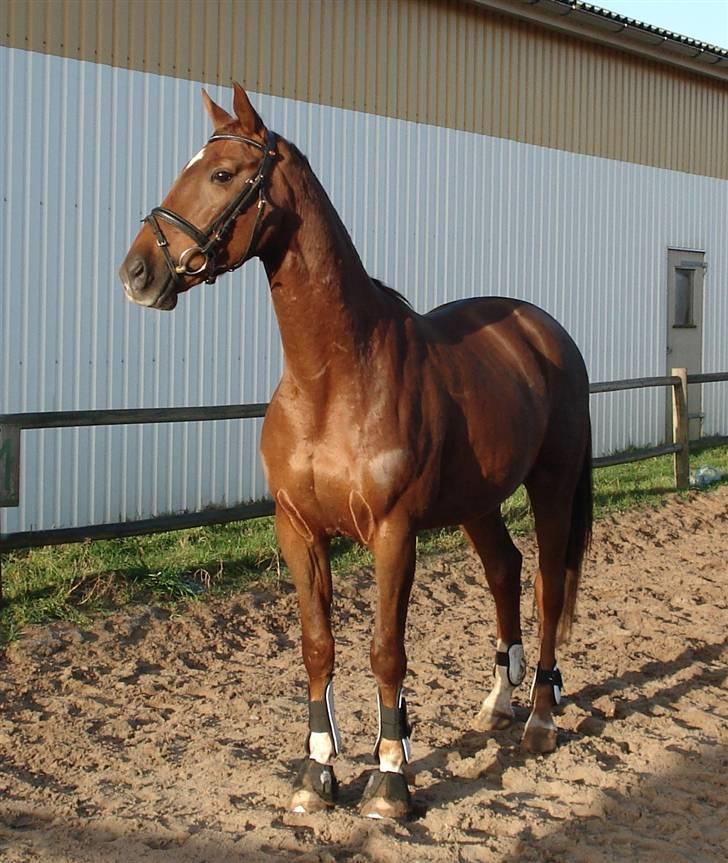 Dansk Varmblod Sam-L*solgt* billede 3