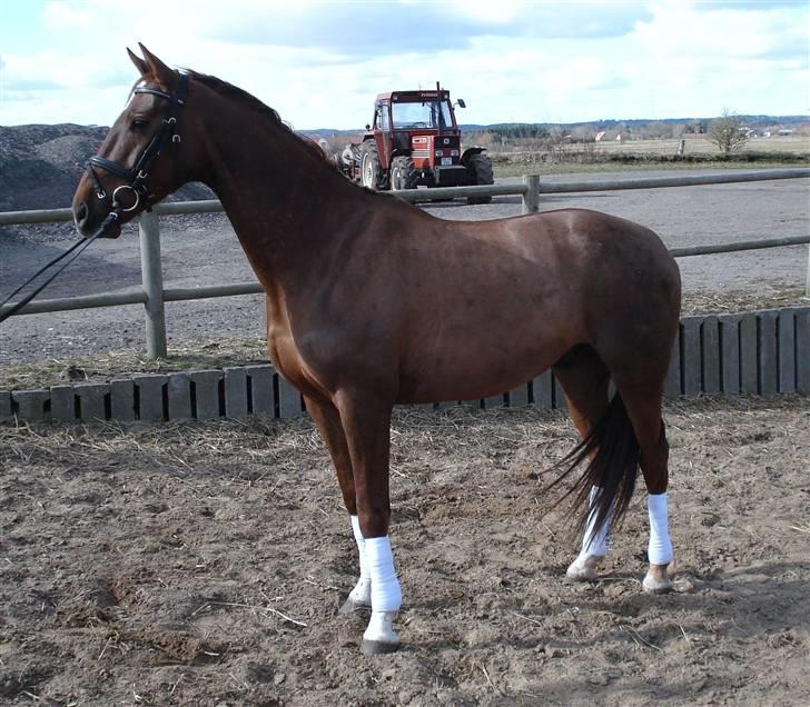 Dansk Varmblod Sam-L*solgt* billede 4