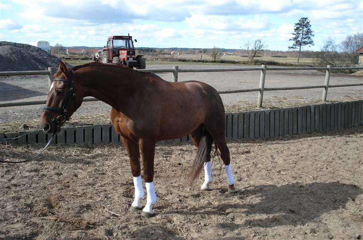 Dansk Varmblod Sam-L*solgt* billede 5