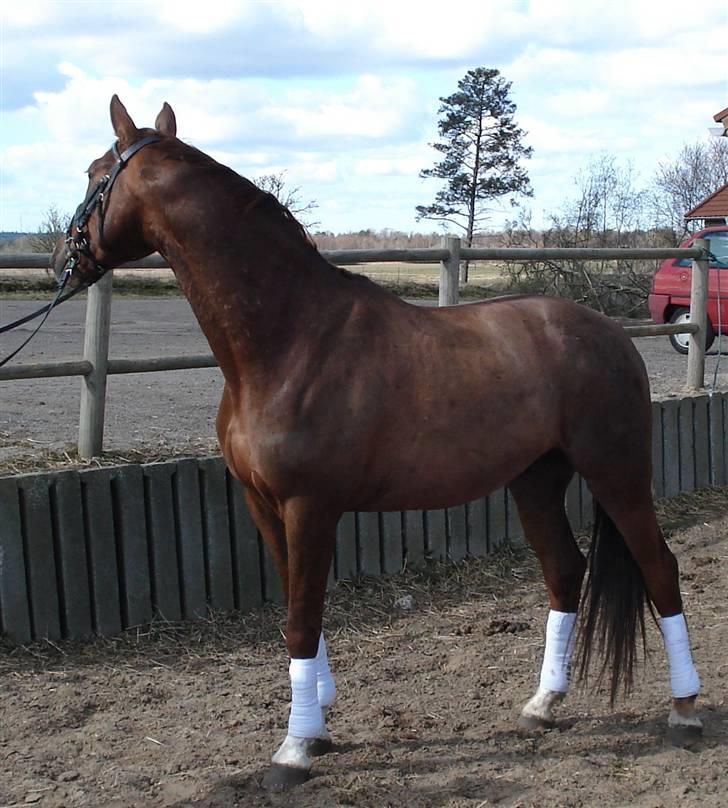 Dansk Varmblod Sam-L*solgt* billede 6