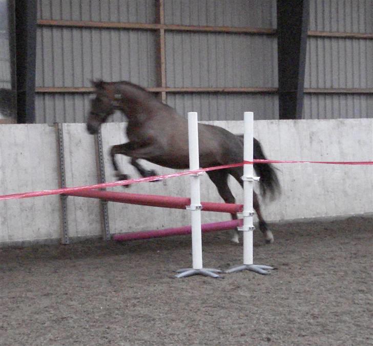 Dansk Varmblod Sam-L*solgt* billede 7