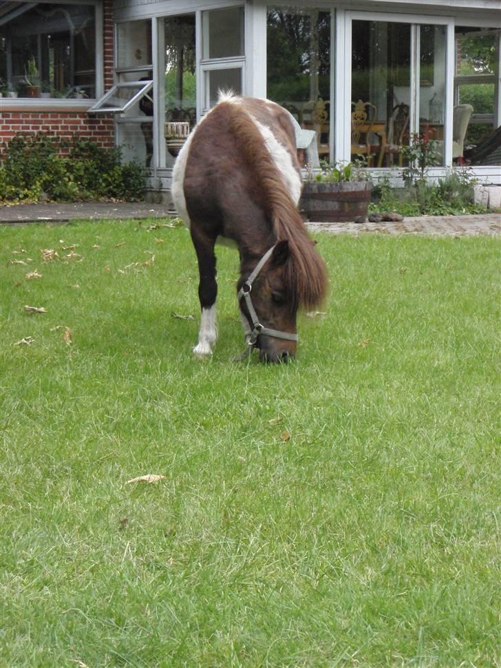 Shetlænder snøvsi  billede 13