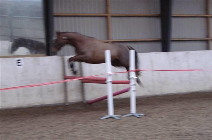 Dansk Varmblod Sam-L*solgt* billede 8