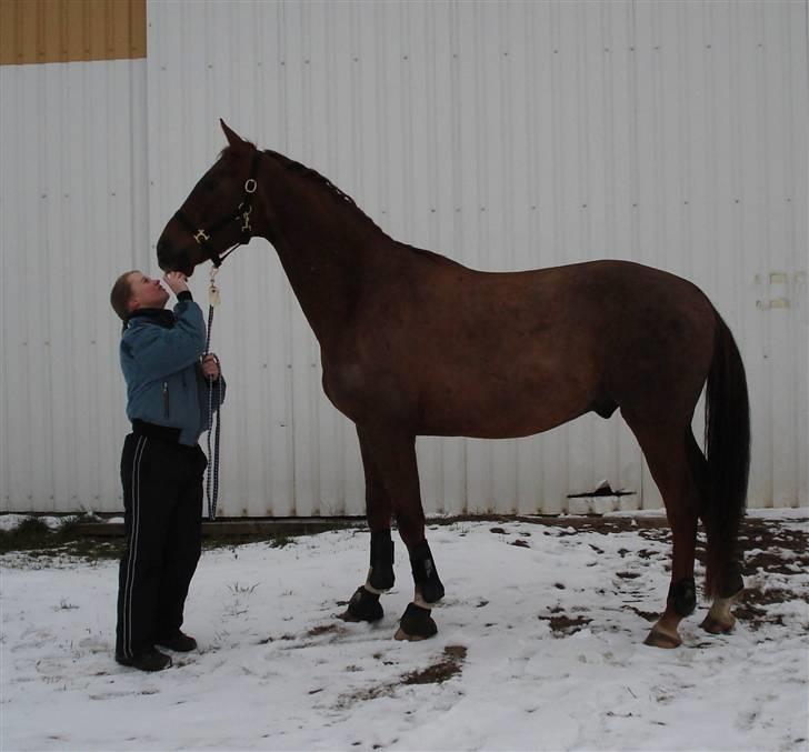 Dansk Varmblod Sam-L*solgt* billede 9