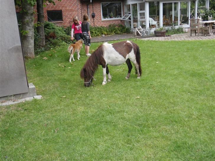 Shetlænder snøvsi  billede 14