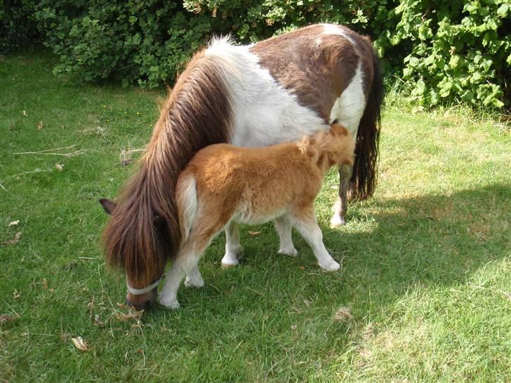 Shetlænder snøvsi  billede 15