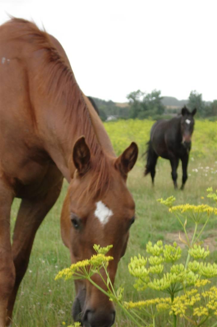 Dansk Varmblod Sam-L*solgt* billede 10