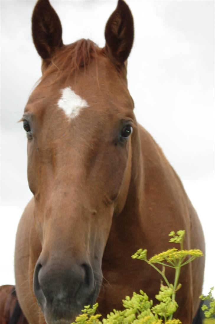 Dansk Varmblod Sam-L*solgt* billede 11