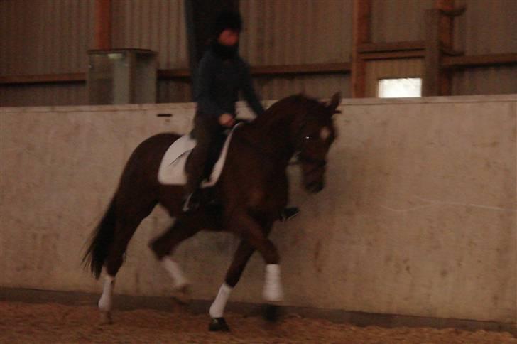 Dansk Varmblod Sam-L*solgt* - Trine og Sam billede 12