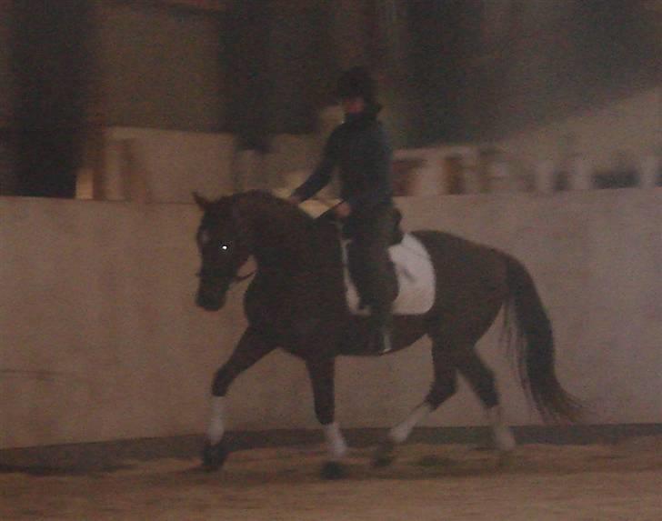 Dansk Varmblod Sam-L*solgt* - Trine og Sam billede 13