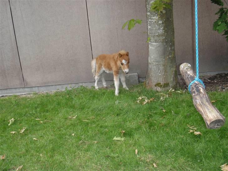 Miniature Filur billede 9