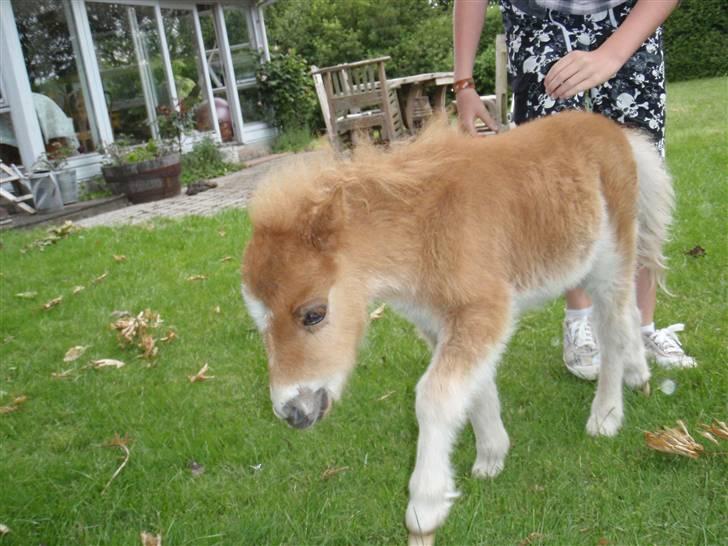 Miniature Filur billede 10