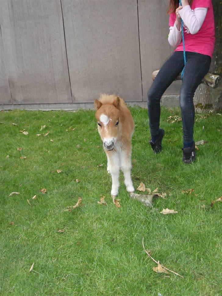 Miniature Filur billede 11