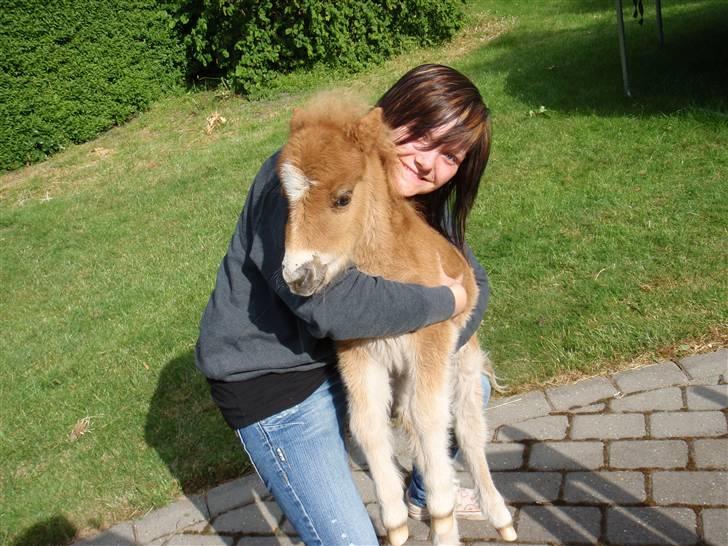 Miniature Filur billede 12