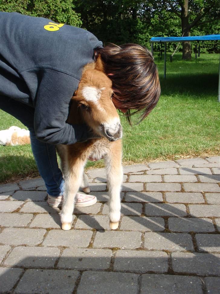 Miniature Filur billede 13