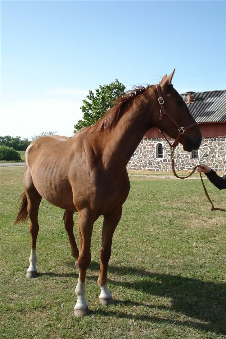 Dansk Varmblod Sam-L*solgt* - Sam da jeg fik ham... billede 14