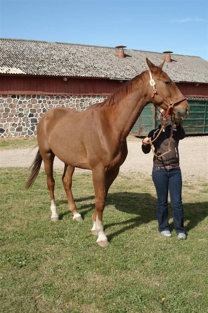 Dansk Varmblod Sam-L*solgt* - Sam da jeg fik ham... billede 15