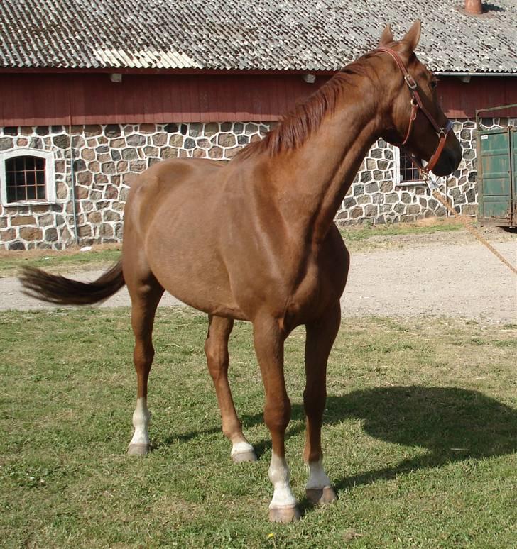 Dansk Varmblod Sam-L*solgt* - Sam da jeg fik ham... billede 16