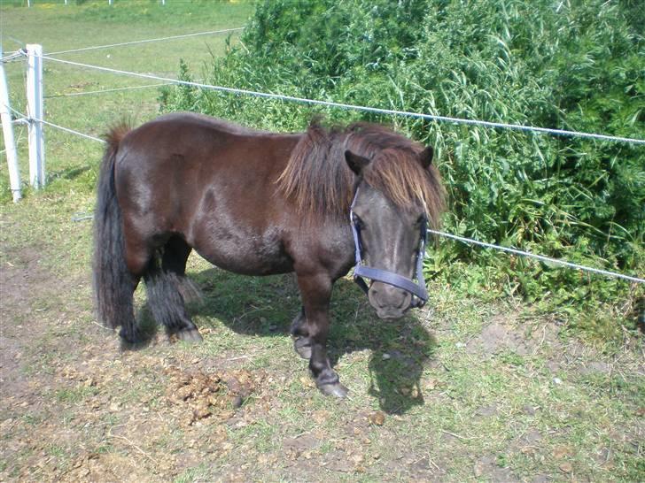 Shetlænder Victoria ( vic ) Himmel pony ( savnet meget ) billede 14