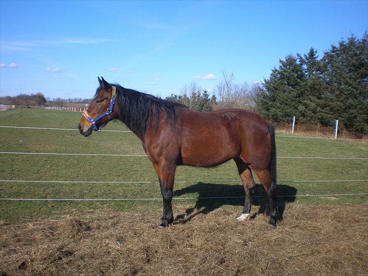 Traver Dear Marika  Himmel hest ( savnet meget) - taget  d. 04-04-11 billede 19