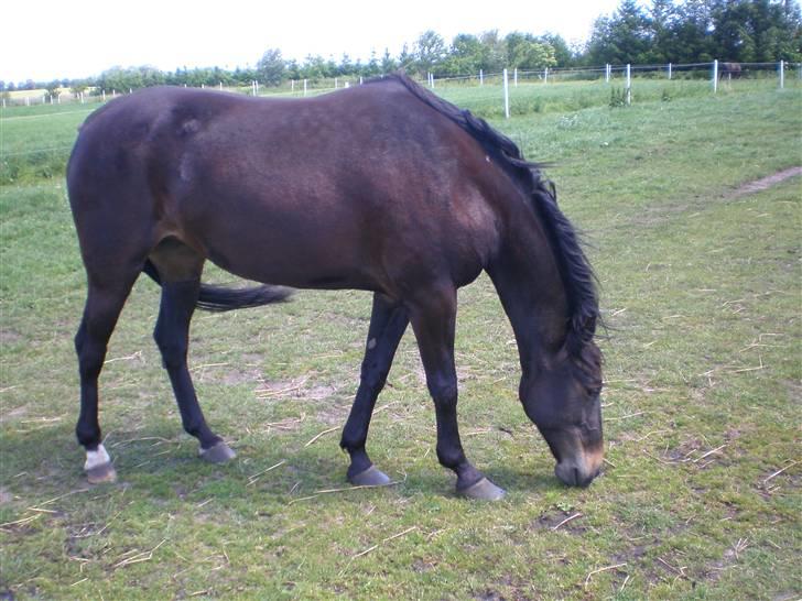 Traver Jet Queen ( laika/ pigen)[Vil Altid være savnet] billede 14