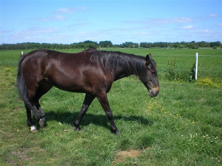 Traver Jet Queen ( laika/ pigen)[Vil Altid være savnet] billede 15
