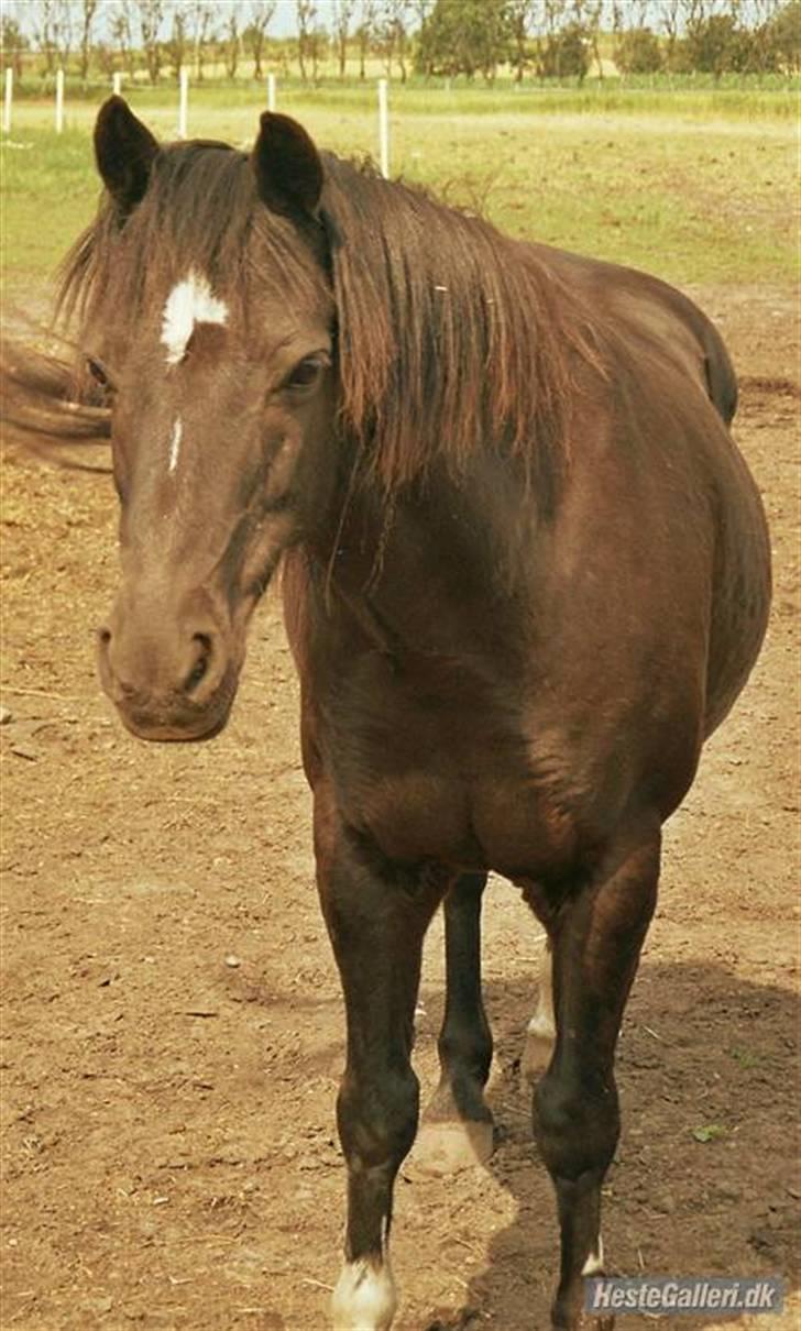 Irsk Sportspony Littel Black Diamond [Altid elsket/ Savnet] billede 17