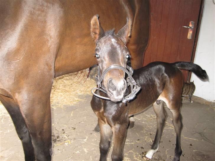 Anden særlig race Himmelhest Nightwish *DRØMMEHESTEN* - jeg tror den er lidt for stor inu.. billede 17