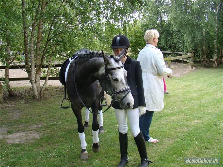 Welsh Cob (sec D) Misty (solgt) - Jeg og Misty efter stævnet med 66% billede 7