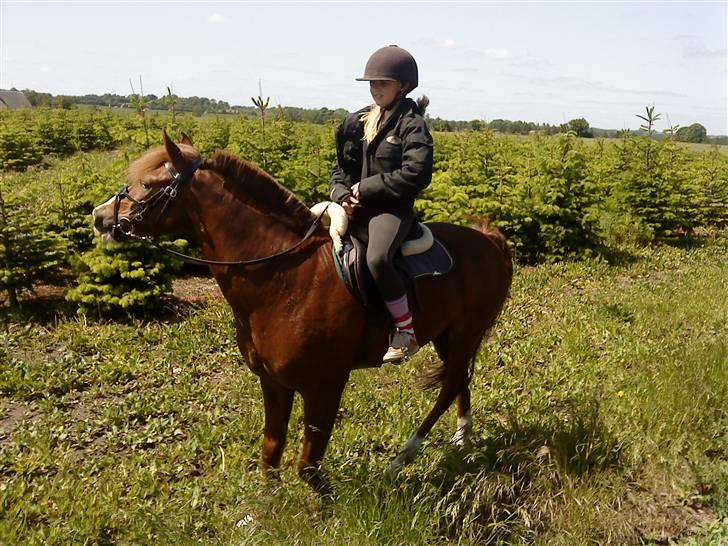 Anden særlig race AN-DRO - På tur med verdens bedste powni (; billede 10