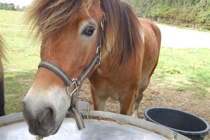 Anden særlig race Balder<3 Solgt 18/3.10:'( - Hej og velkommen til min profil:D billede 1