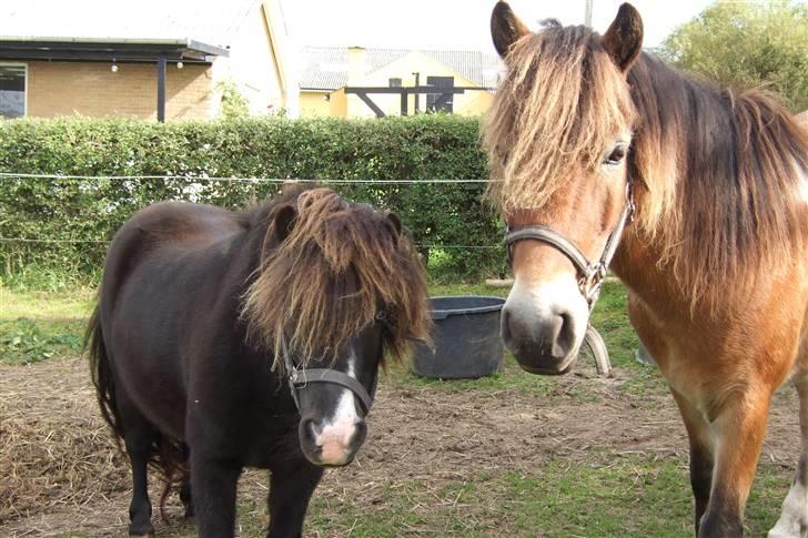 Anden særlig race Balder<3 Solgt 18/3.10:'( - Er vi ikke søde sammen:) billede 5