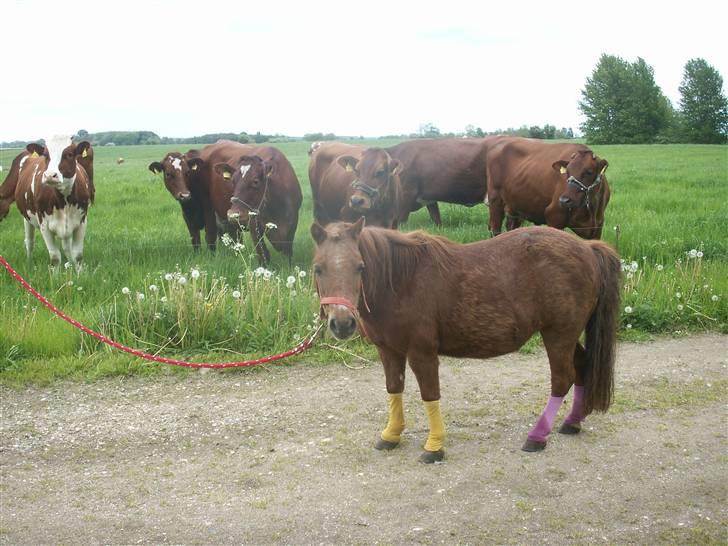 Shetlænder Bella - Har de aldrig set en pony før?!  Foto: Mig billede 9