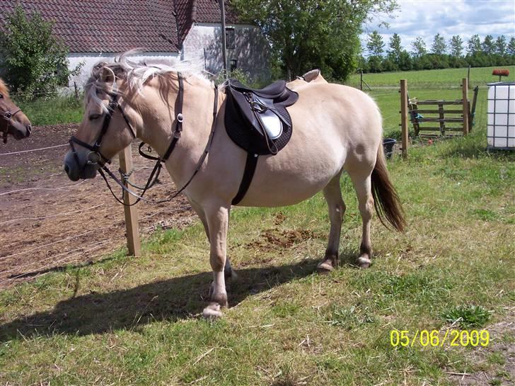 Fjordhest Hestehuset`s Flora SOLGT billede 7
