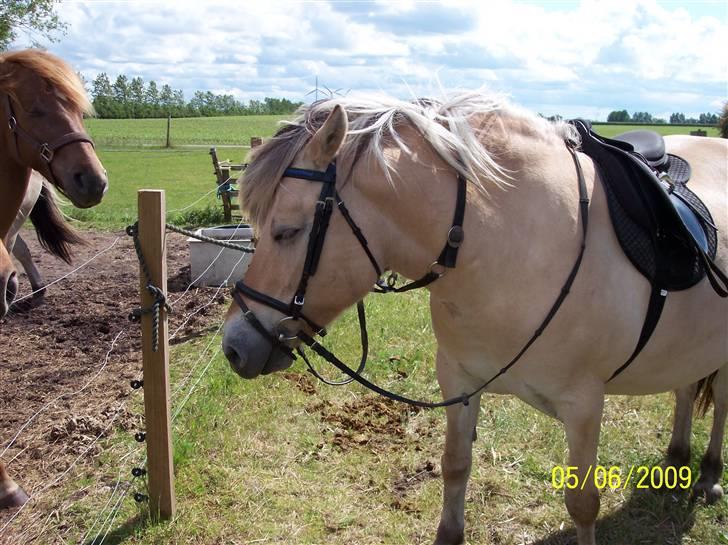 Fjordhest Hestehuset`s Flora SOLGT billede 8