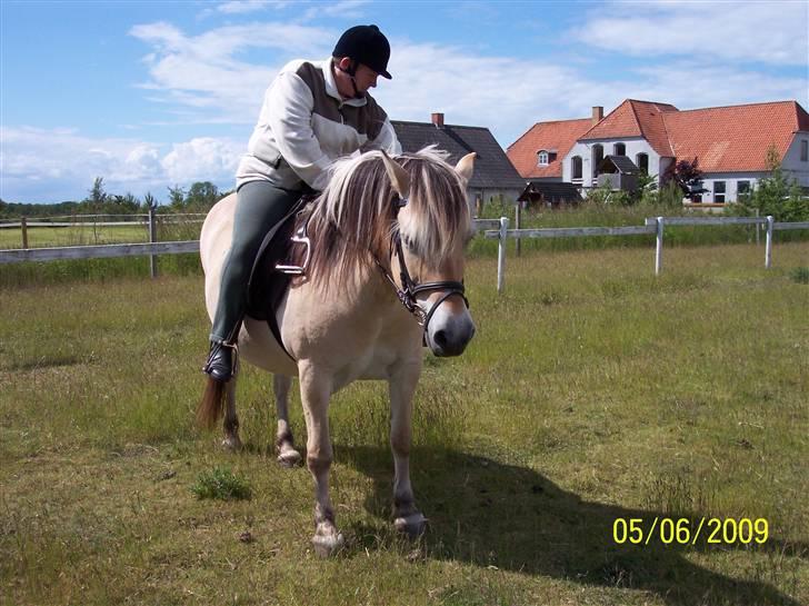 Fjordhest Hestehuset`s Flora SOLGT billede 9