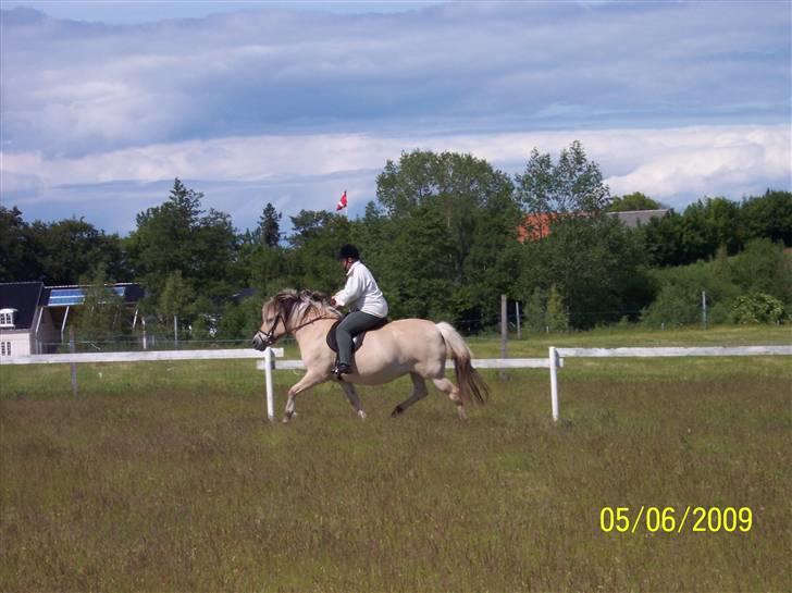 Fjordhest Hestehuset`s Flora SOLGT billede 10