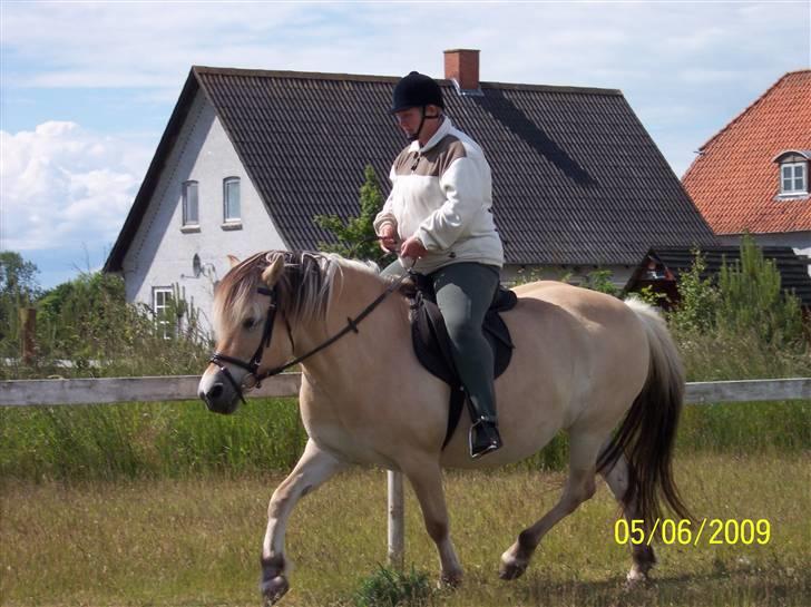 Fjordhest Hestehuset`s Flora SOLGT billede 11
