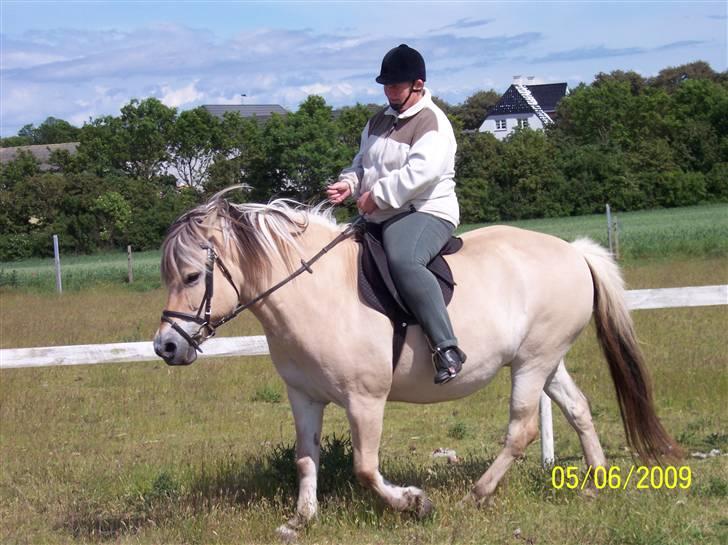 Fjordhest Hestehuset`s Flora SOLGT billede 12