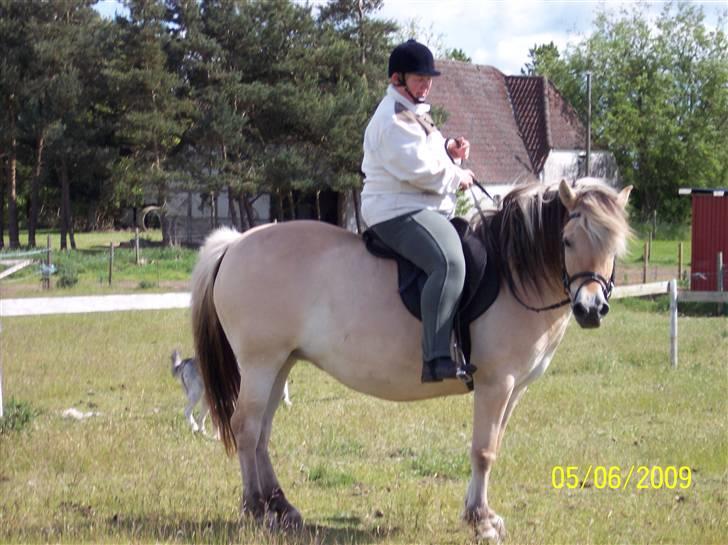 Fjordhest Hestehuset`s Flora SOLGT billede 13