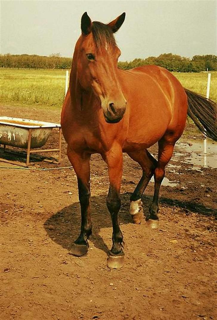 Traver Dear Marika  Himmel hest ( savnet meget) billede 20