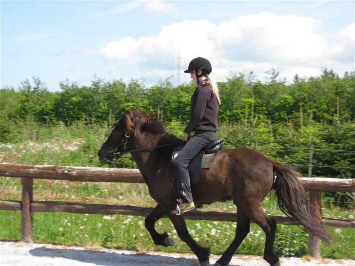 Islænder Svartur fra Hindø - galop (: billede 12