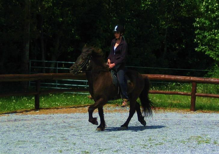 Islænder Svartur fra Hindø - træning (; billede 13