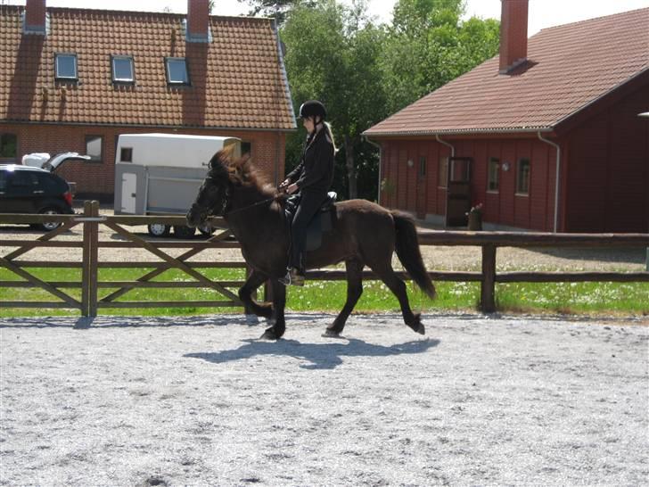 Islænder Svartur fra Hindø - træning (; billede 14