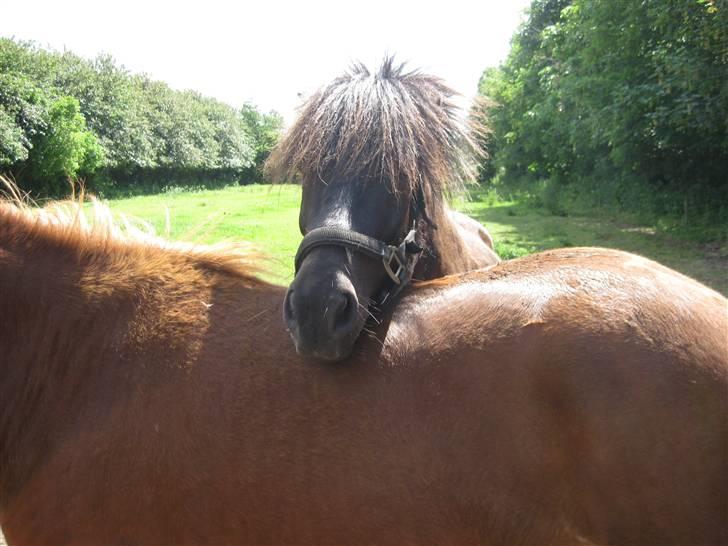 Islænder Svartur fra Hindø - svartur sover på markus d; billede 15
