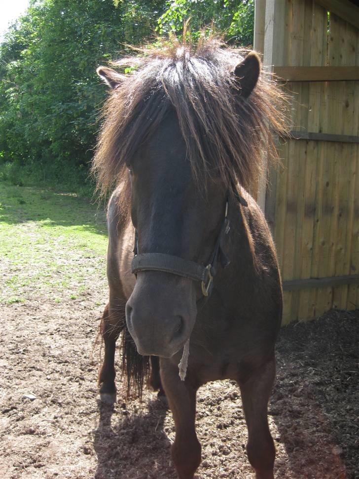 Islænder Svartur fra Hindø - nuuuew ;D billede 16