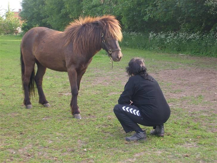 Islænder Svartur fra Hindø - mor og svartur (; billede 18