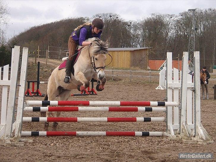 Fjordhest Freja - Springundervisning ved Simone. (: |Foto FHL | billede 5
